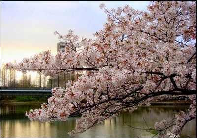 暮春三月 去日本看樱花海_旅游频道