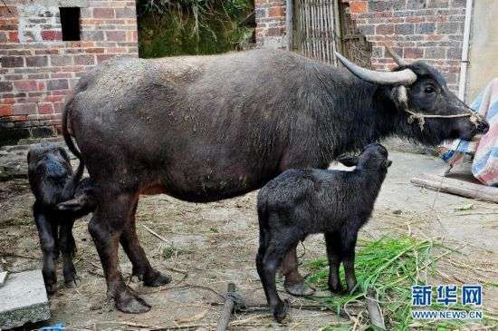 蓝华益家中的一头母水牛一胎生下两头小牛犊