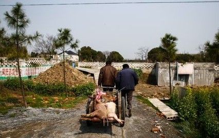 嘉兴死猪曾被收购流入市场 村民补助难落实