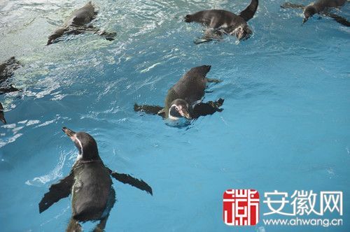 9只荷兰企鹅进驻合肥野生动物园 价值90万元