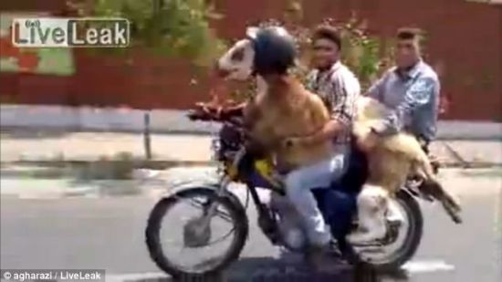 伊朗男子骑摩托车载山羊兜风引围观(图)