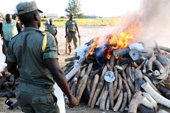 莫桑比克首都销毁2.5吨象牙和犀牛角